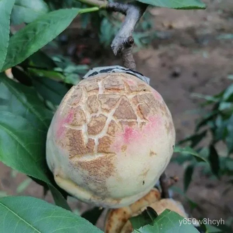 Grafting New Variety Crisp Sweet Peach Seedling Extra Large Explosion