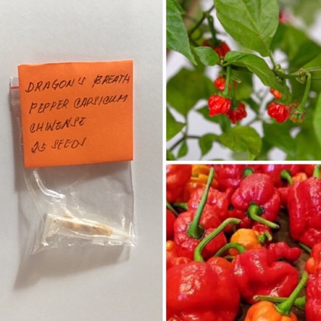 Dragon S Breath Pepper Seeds Capsicum Chinense Shopee Philippines