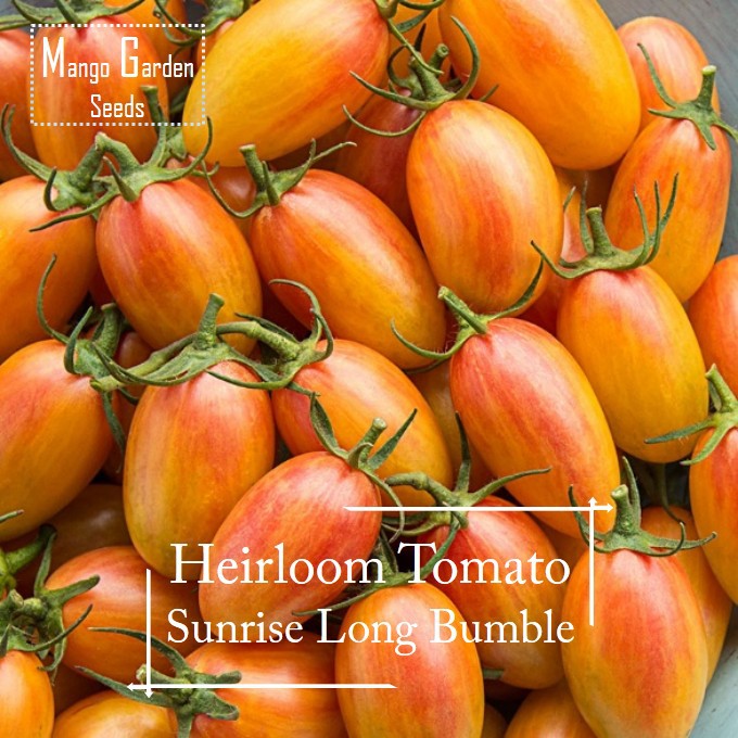 Heirloom Sunrise Bumble Long Tomato Seeds 30 seed
