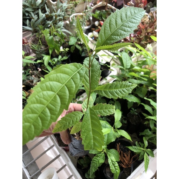 Vitex Parviflora Maulawin Molave Tugas Babae small from seed Shopee