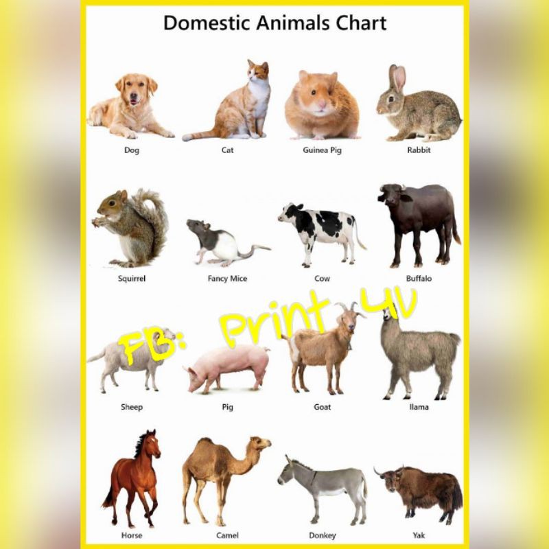 animals chart laminated for kids | Shopee Philippines
