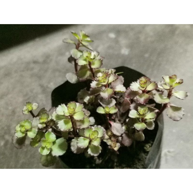 Live Plant Sedum Spurium Dragon Blood Succulent Shopee Philippines
