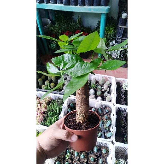 large money tree plant