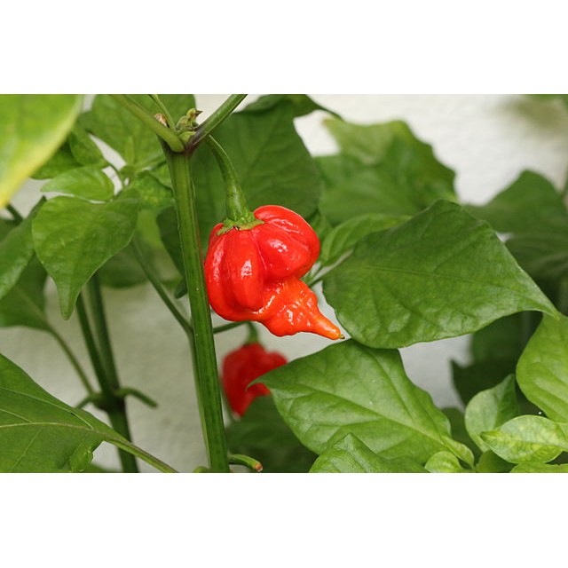 Dragon S Breath Chili Chilli Pepper Plant Seeds Shopee Philippines