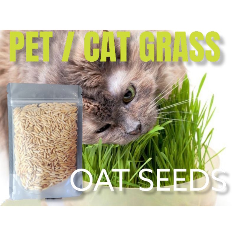 Pet Grass Seeds Cat Grass Seeds Oats Shopee Philippines