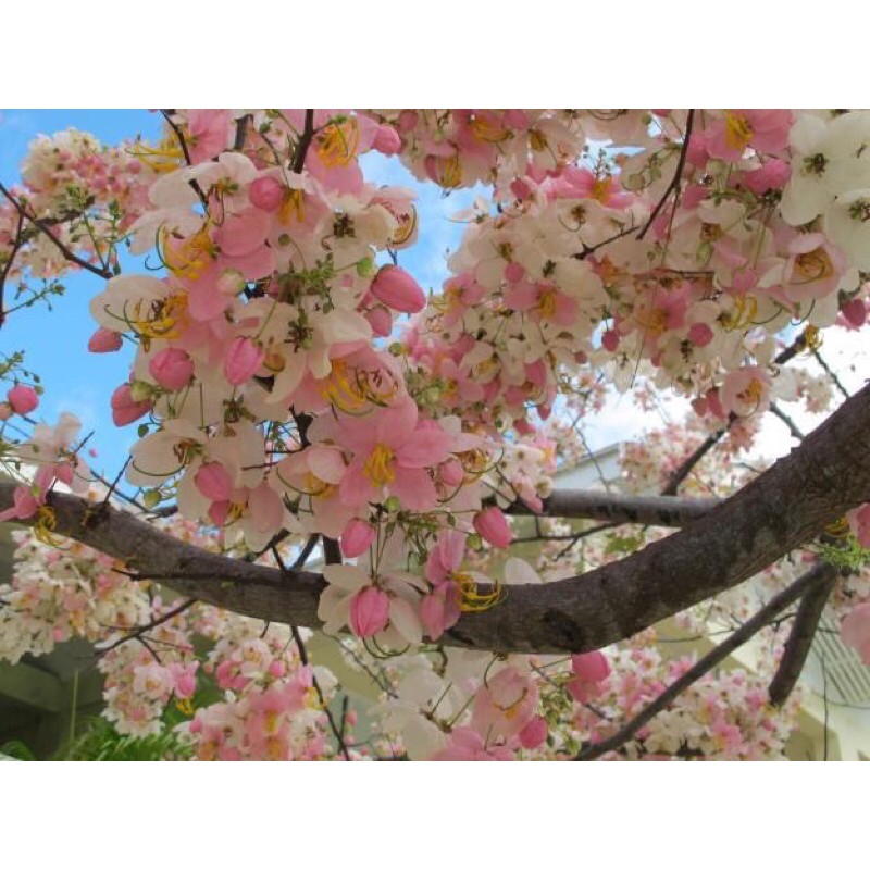 Philippines cherry blossoms