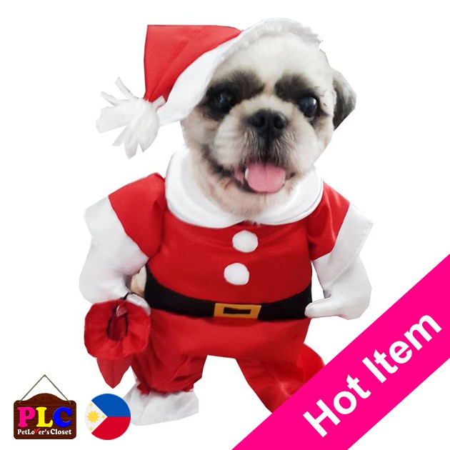 grey toy poodle for sale