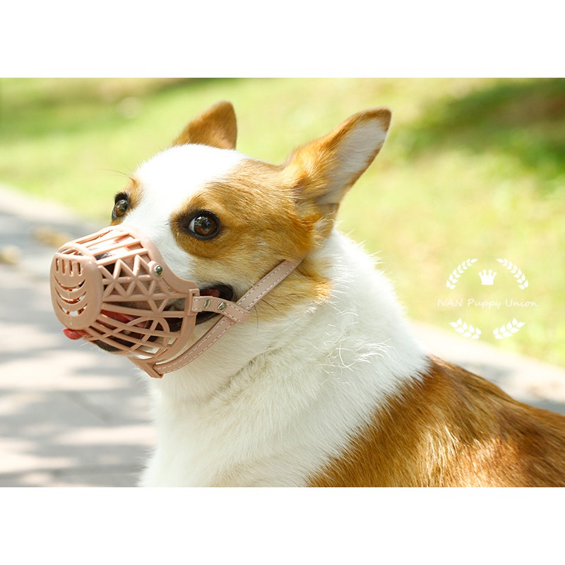 toy dog muzzle
