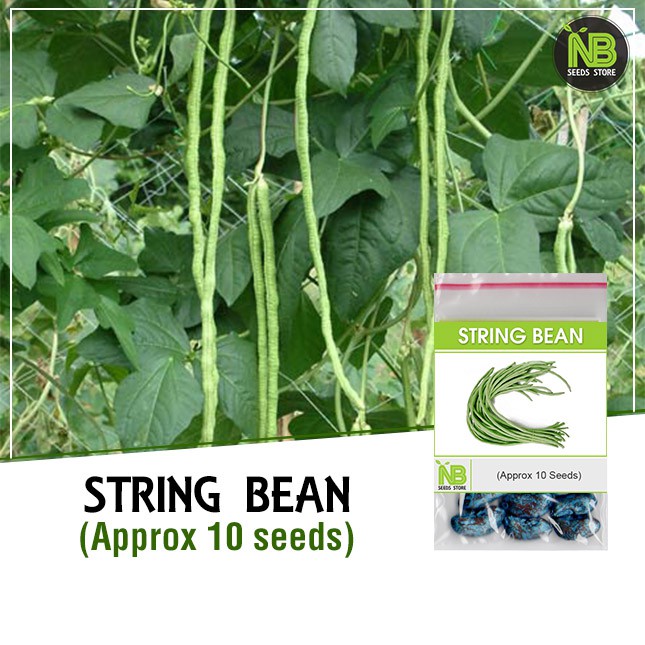 String Bean Seeds / Sitaw ( Approx 10 seeds ) Shopee Philippines
