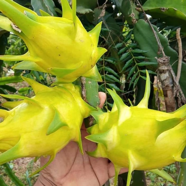 Dragon Fruit - Thai Golden Yellow Pitahaya Seeds - Dragon Fruit Seeds ...