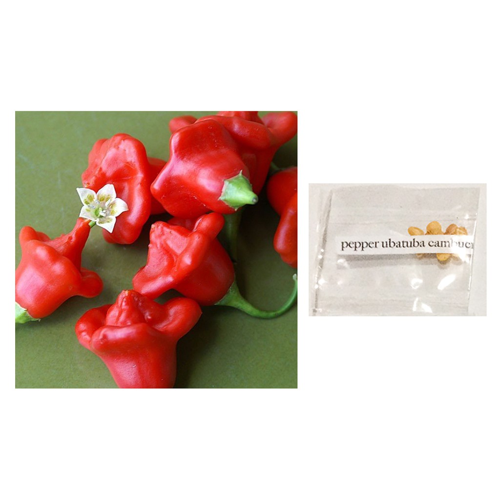 ubatuba brazilian chili pepper seeds pink white red yellow Shopee
