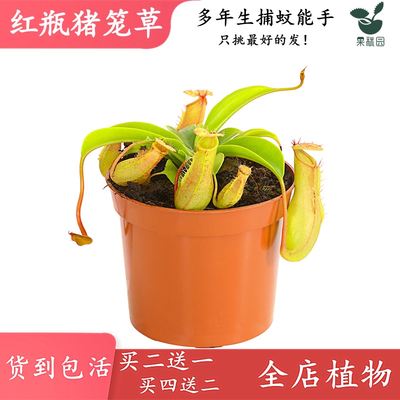Pitcher Plant InsectEating Plant Slurperon Mozzie Buster Mosquito