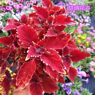 Singapore Ready-Made Stock Mallow Seeds100Pieces Rainbow Mallow Bonsai Seeds Maya Na Plants for Sale #5