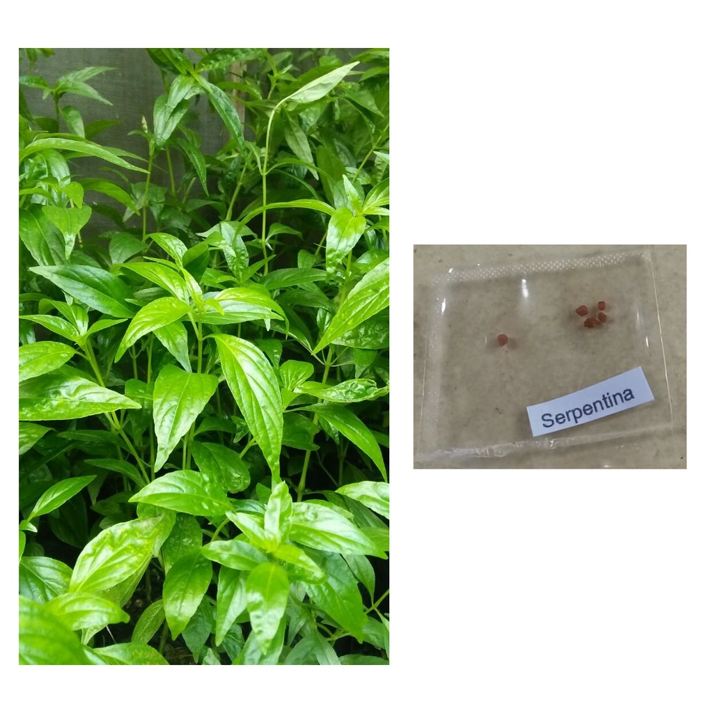 serpentina herb local plant seeds rauvolfia serpentine indian snakeroot ...