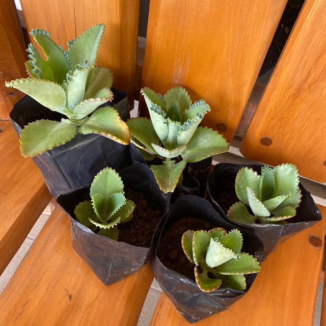 Live Mother Of Thousands Kalanchoe Plant Shopee Philippines