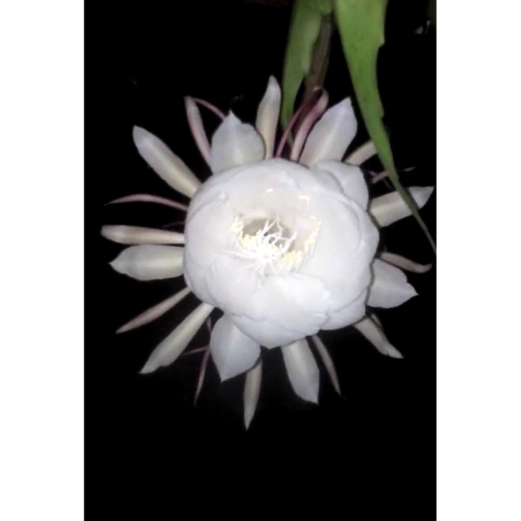 Queen of the Night Plant Cuttings (Dama de noche) | Shopee Philippines