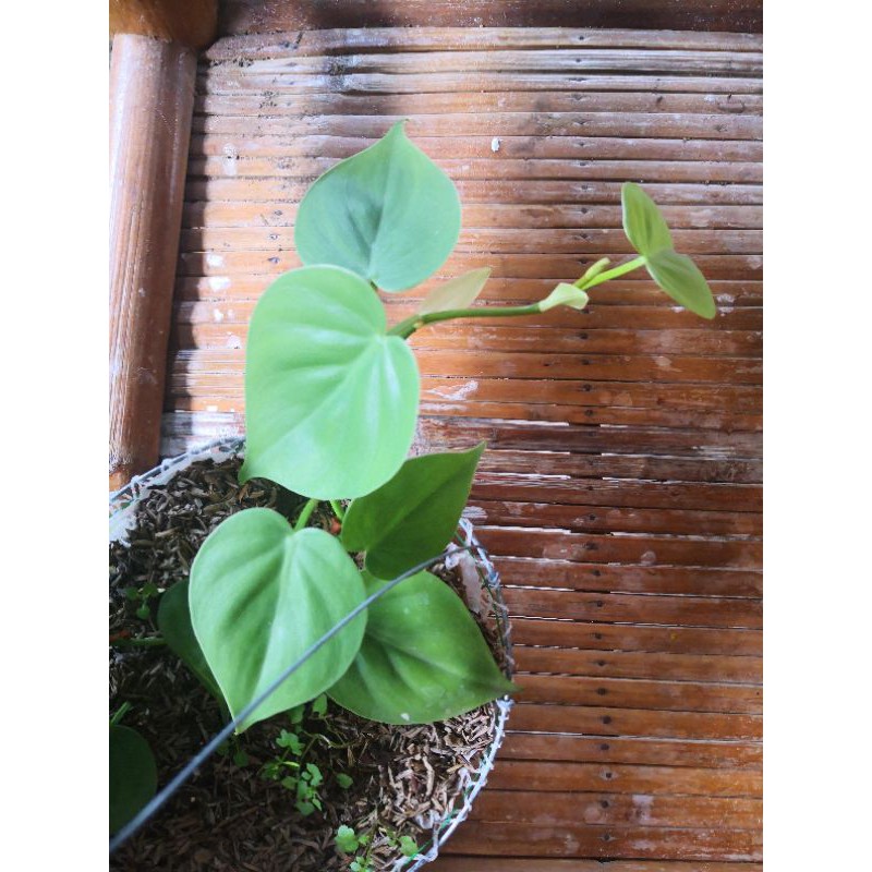 Heartleaf Philodendron Shopee Philippines