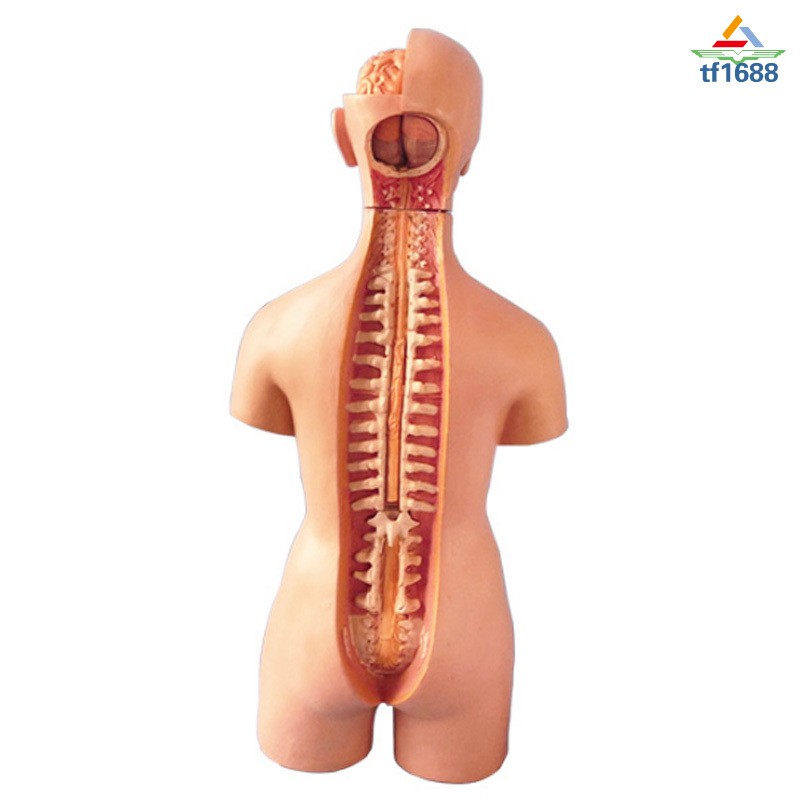 Gebuter 4D Anatomical Assembly Model of Human Organs for Teaching Education School