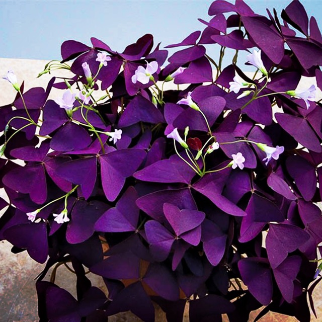 Oxalis Triangularis Butterfly Shamrock Shopee Philippines