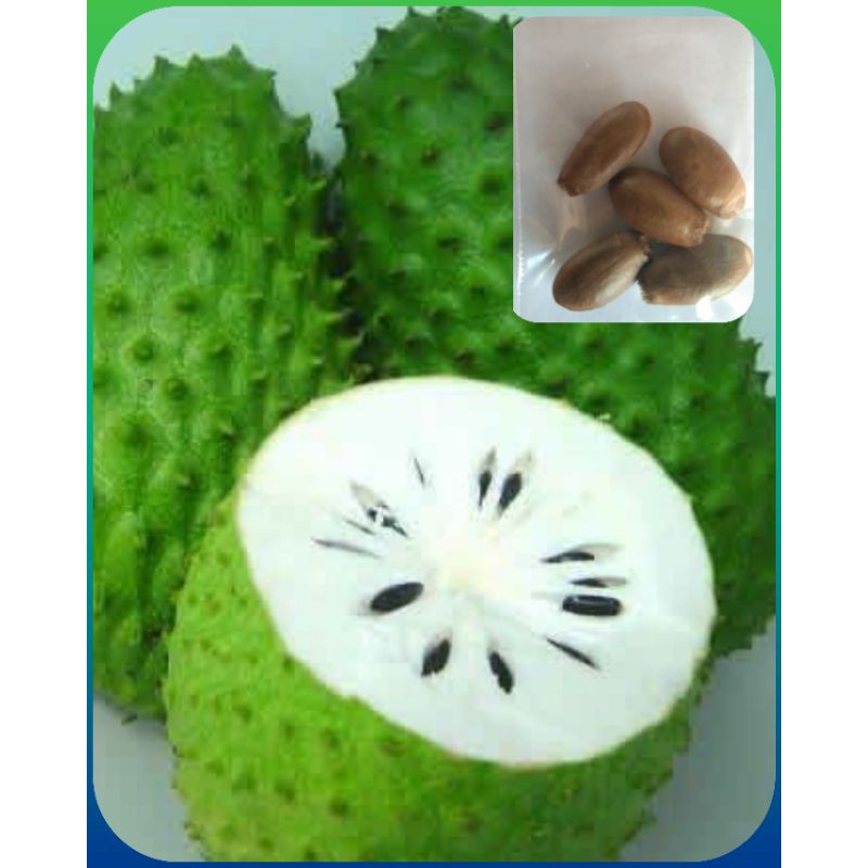 Giant Sweet Guyabano (Soursop) 5 Seeds | Shopee Philippines