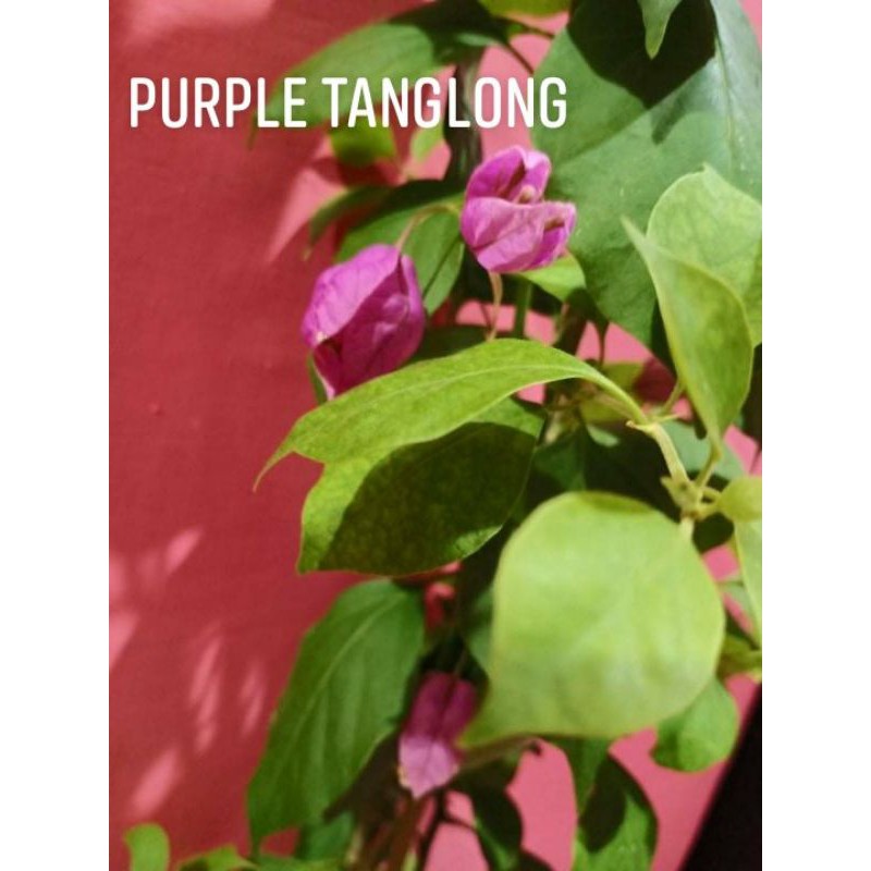 tanglong-tanglong-electronic-ltd-china