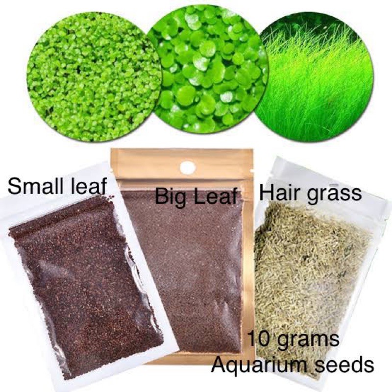 BIG Pack Aquarium seeds fish tank plant carpet grass for aqua soil or mix  black sand betta friendly | Shopee Philippines