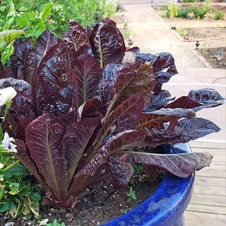 Red Romaine Seeds - Lettuce Seeds Rouge #7