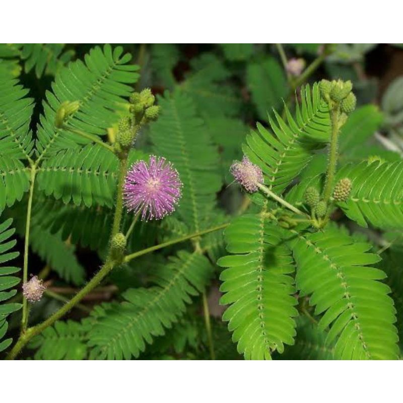Makahiya/Shameplant/Mimosa Pudica Plant (Medicinal Plant) Shopee