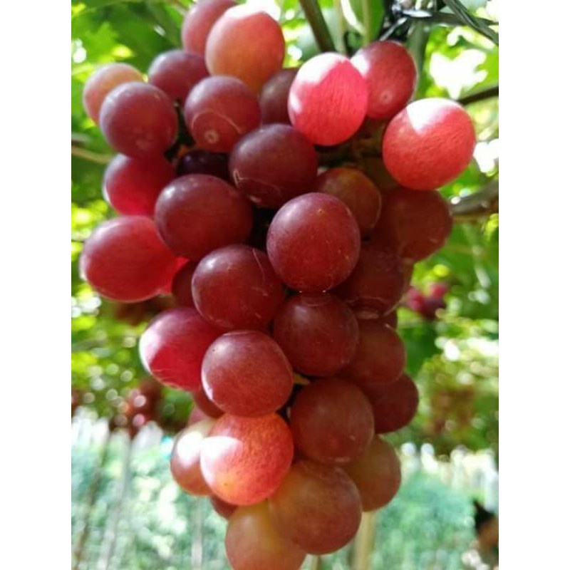 RED SEEDLESS GRAPES CUTTINGS PHP155 (3pcs) Shopee Philippines
