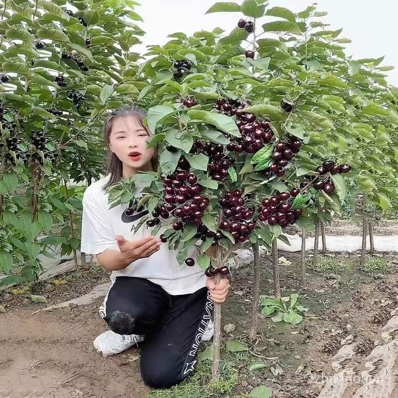 Cherry Sapling Cherry Tree Extra Large Cherry Tree South and North Planting Bear Fruit in