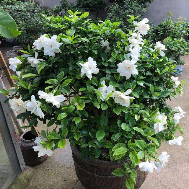 20 seeds/pack Cape jasmine flower flower seed bonsai ornamental flower  plant seeds | Shopee Philippines