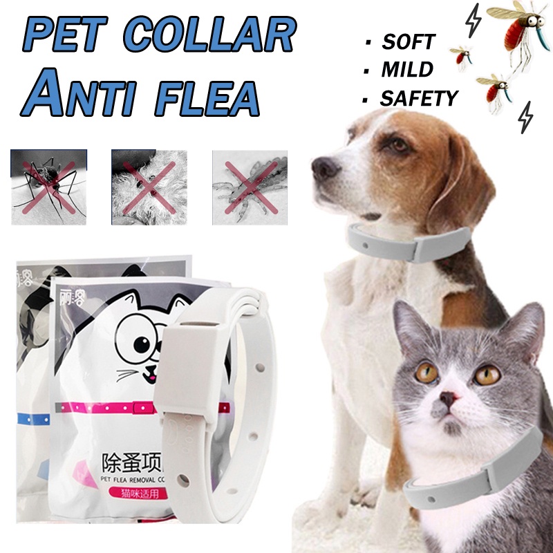 Pet Dog/Cat Collar Anti Tick Mite Flea Collar for Pet Kitten Puppy Lasting  Protection | Shopee Philippines