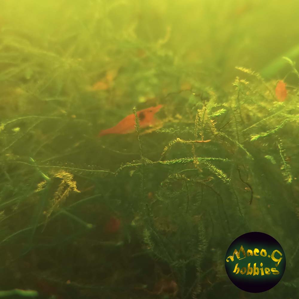 Java moss - Fresh from my shrimp tanks - Live aquatic plants best for shrimps and aquascape