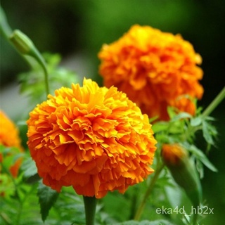 New product discount Philippines Ready Stock 100 Pcs Seeds Yellow Orange Color Marigold Flower Seeds #5