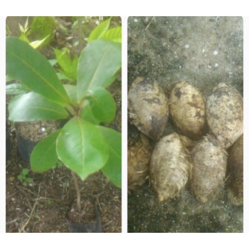 TALISAY/UMBRELLA SEEDLINGS/LEAVES/EXTRACT /SEEDS Shopee Philippines