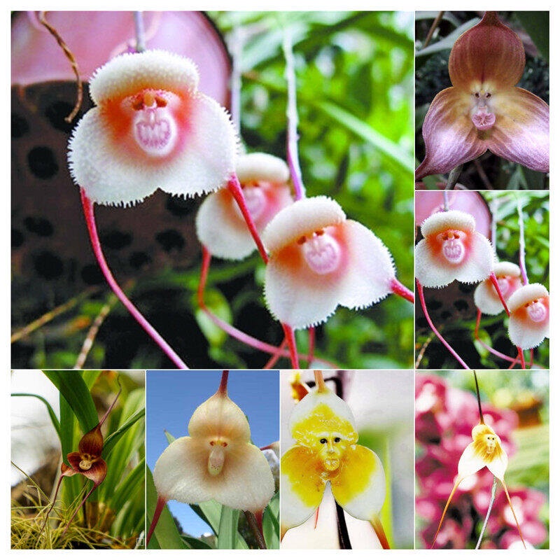 [Fast Germination] Dracula Simia Bonsai Seeds for Planting (50 Seed