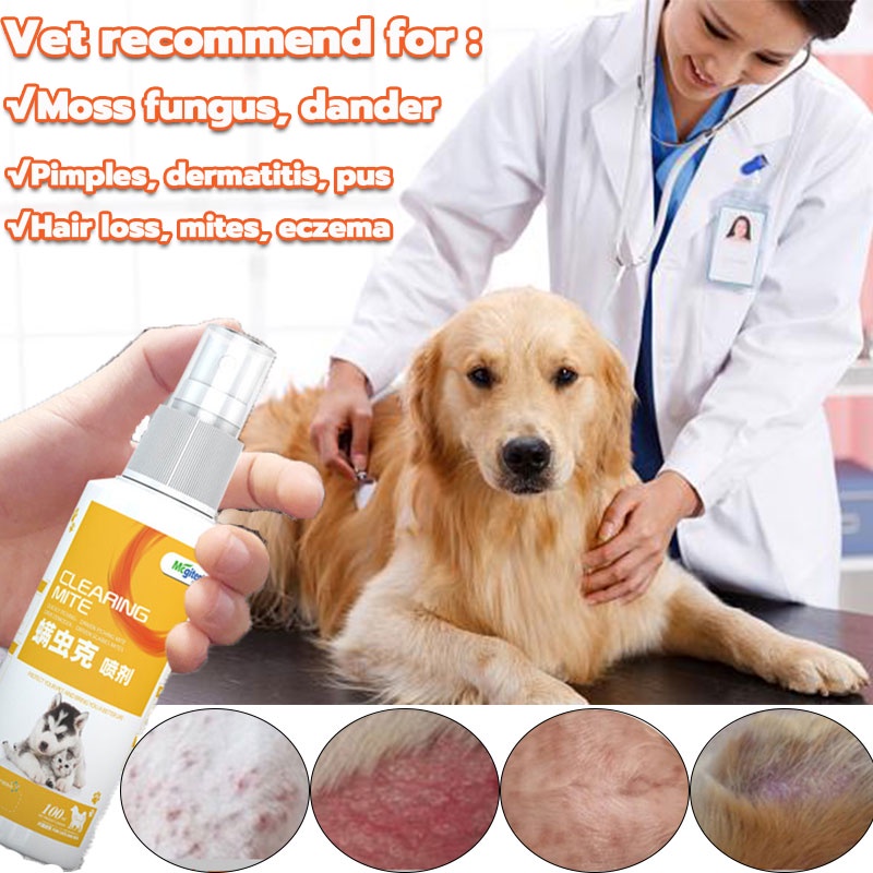 Scabies Halamang Gamot Sa Galis Ng Tao Top Review