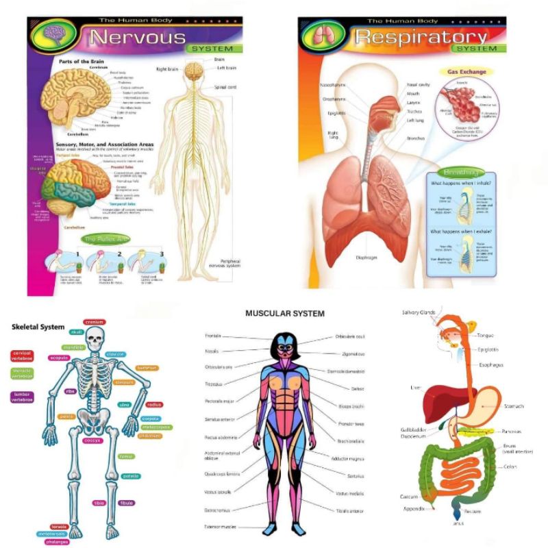 Laminated Charts, Body Systems, Nervous, Respiratory, Digestive 