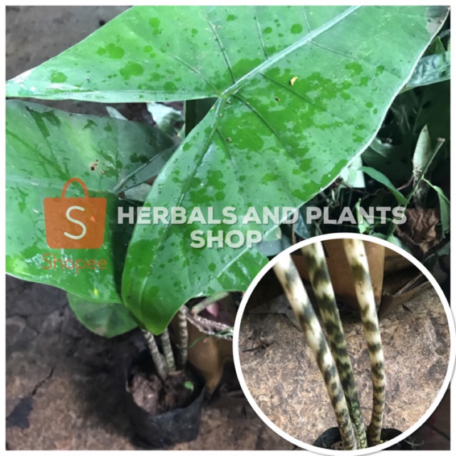 Alocasia Zebrina Tiger Shopee Philippines