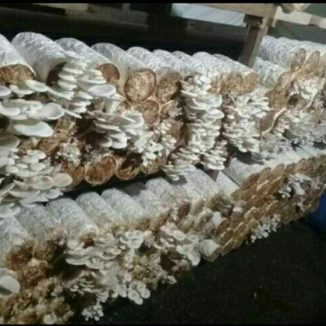 mushroom fruiting bag philippines