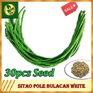 Sitao Pole Bulacan White Seeds | Golden Quality