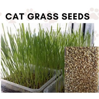 Cat Grass Seeds Wheatgrass 1 kilo #2