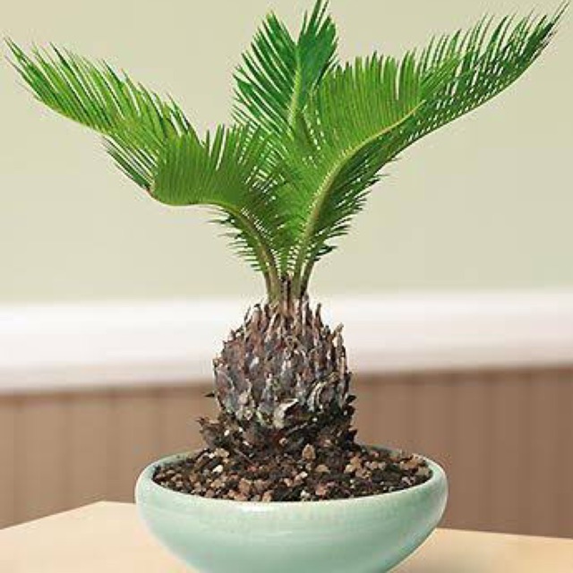 Bonsai Palm Tree