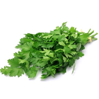 Philippine Kinchay: Small But Terrible Oriental Herb – SRDT