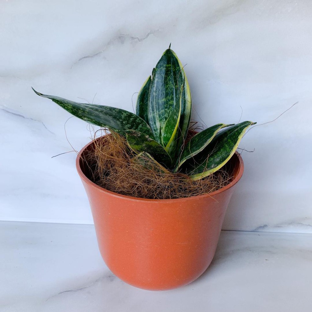 Dwarf Laurentii Snake Plant WITH FREEBIES! Shopee