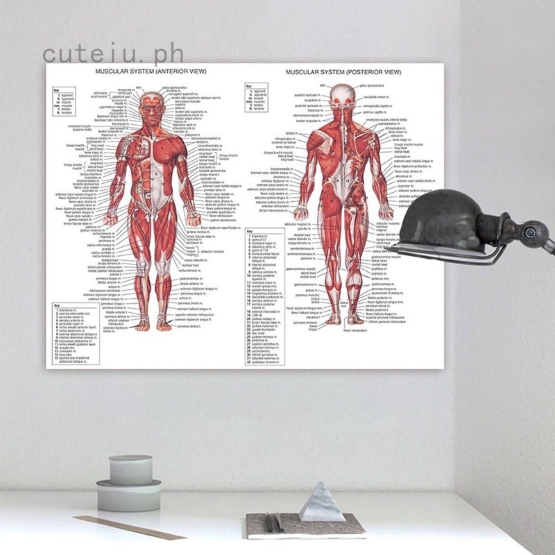 Retro Human Anatomy All System Body Poster Anatomical Chart Educational