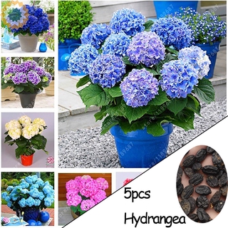 Hydrangea Flower Seeds Shopee Philippines