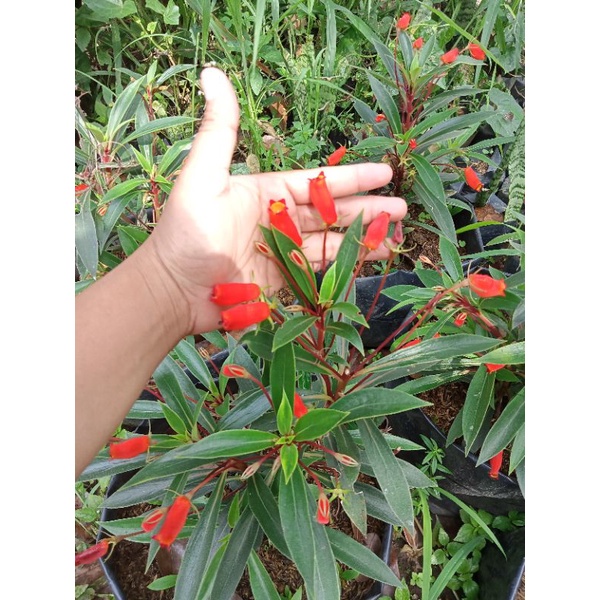 Available Live Plants for sale (Tutti Fruity)