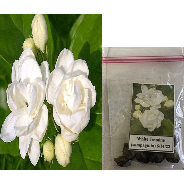 Sampaguita White jasmine Seeds,arabian jasmine Shopee Philippines
