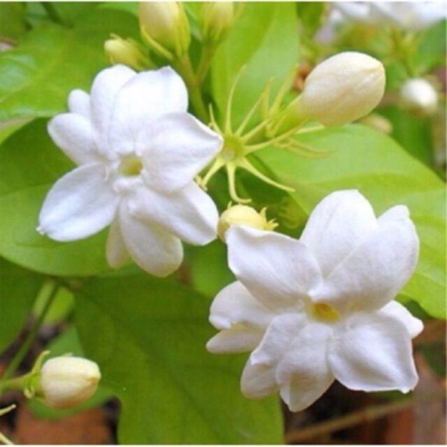 Sampaguita Plant Arabian Jasmine Flower Bracelet vlr.eng.br